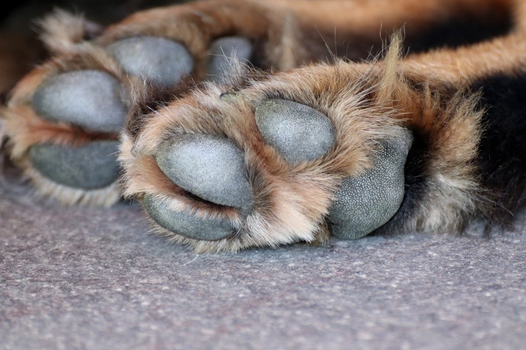 Vecinos de La Unión denunciaron la aparición de perros y gatos muertos en plena vía pública