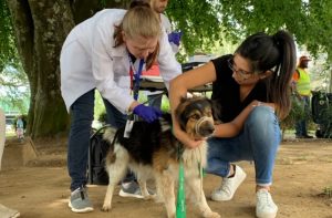 Anuncian la construcción de un Centro Clínico Veterinario Municipal en Paillaco