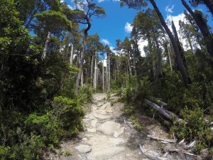 Mon Ku Newen 2020: Invitan a participar en desafío outdoor en Parque Nacional Alerce Costero