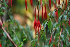 Con actividad “En busca del tesoro siempreverde” enseñarán a identificar plantas nativas en Valdivia