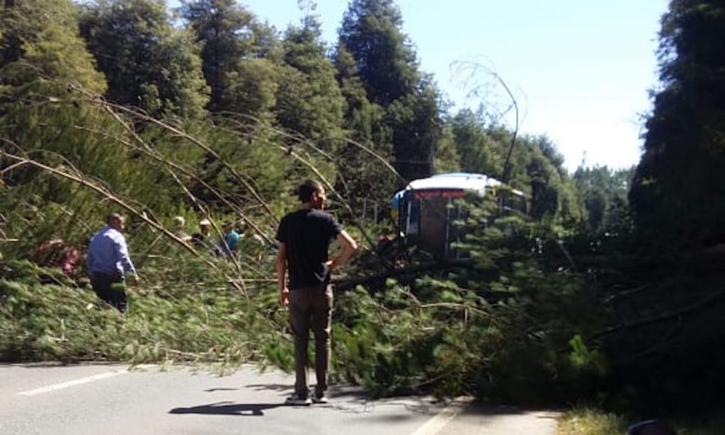 Caída de árbol generó congestión vehicular en la ruta Valdivia-Paillaco