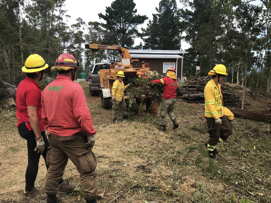 Con máquina chipeadora buscan disminuir riesgo de incendios forestales en Cutipay Alto