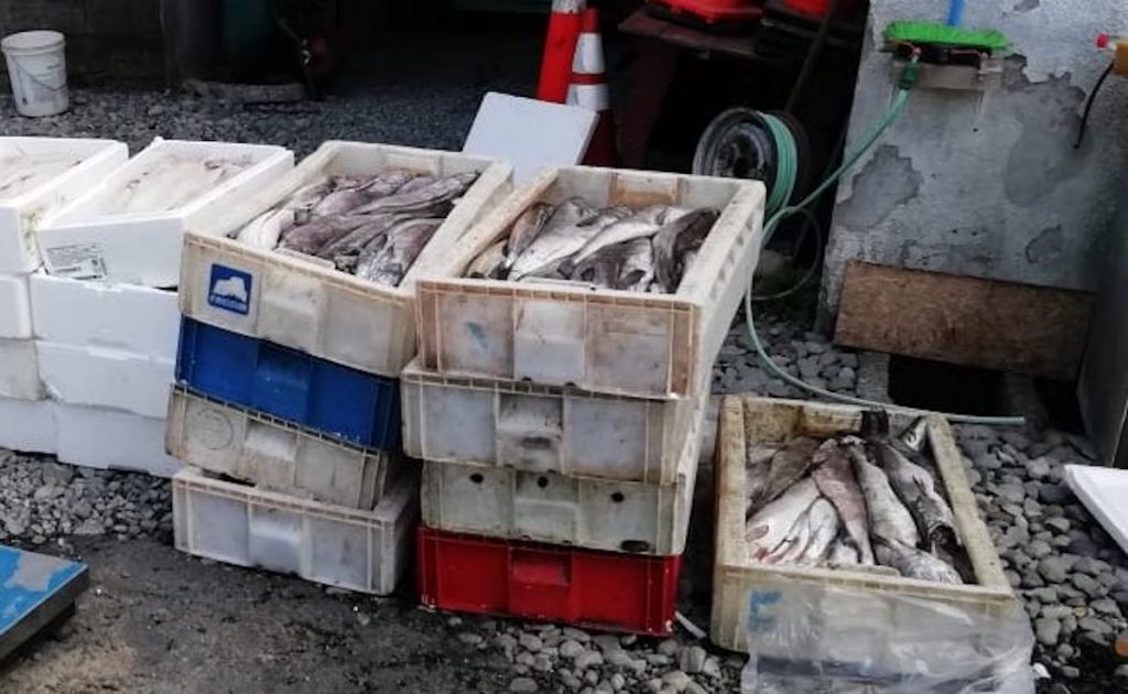 Decomisan más de una tonelada de merluza y mariscos en Mehuín