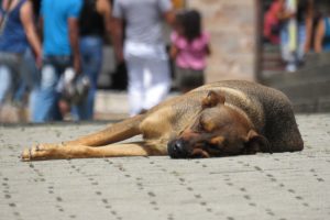 A fines del 2020 comenzaría la construcción del primer albergue animal de Valdivia