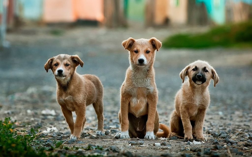 Adquieren terreno para la creación del primer albergue animal de Valdivia