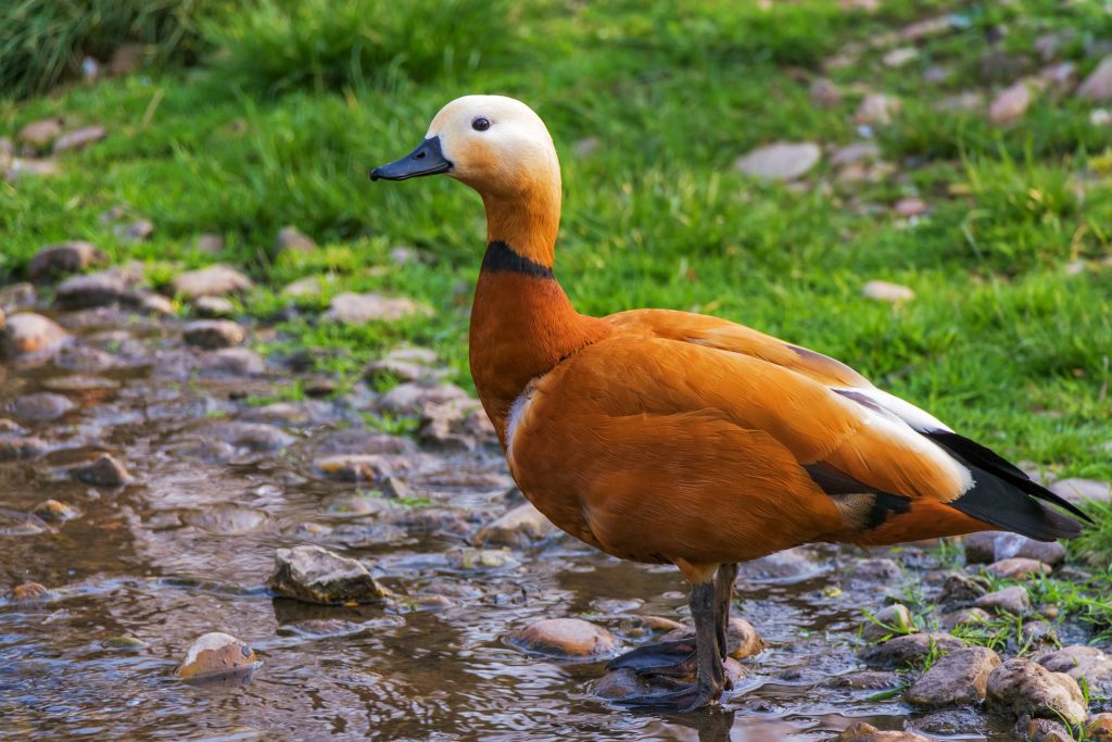 Este viernes darán inicio a la feria costumbrista "Fiesta del Pato" en Pichirropulli