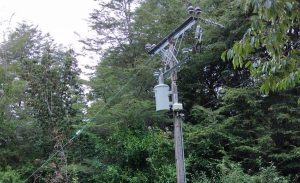 Caída de árbol provocó corte de electricidad en acceso sur a Valdivia