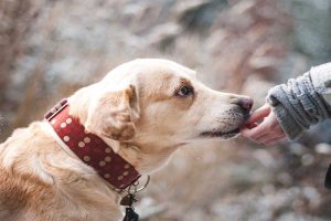 Veterinario de Valdivia aclaró que las mascotas no contagian ni propagan el Coronavirus