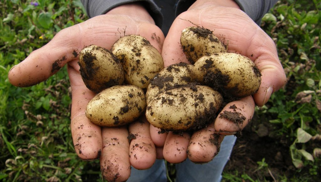 Crean Mesa Agrícola en Los Ríos para garantizar producción y abastecimiento ante crisis sanitaria