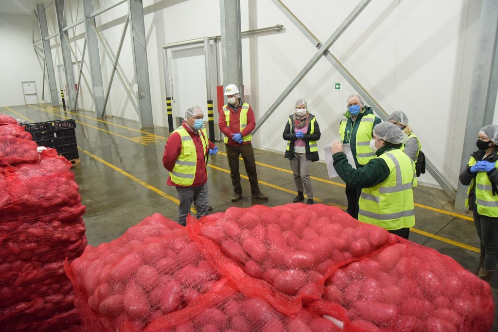 En Los Ríos está la papa: Exportación del tubérculo producido en la región superó cifras de 2019