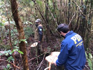 ¡Al menos cuatro especies! Descubren tala ilegal de bosque nativo en el Parque Alerce Costero