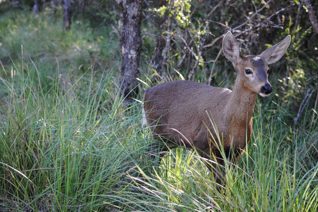 Nace huemul en vida silvestre en Huilo Huilo: Sus padres habían sido liberados el año pasado