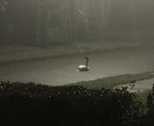 Lesionado y en plena calle: Rescatan a cisne de cuello negro en sector Llancahue de Valdivia