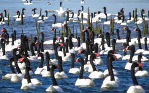 ¡Buenas noticias!: Población de cisnes de cuello negro se incrementó a 22.319 en Valdivia