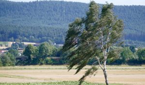 Emiten Alerta Temprana Preventiva por intenso viento que afectaría a la Región de Los Ríos