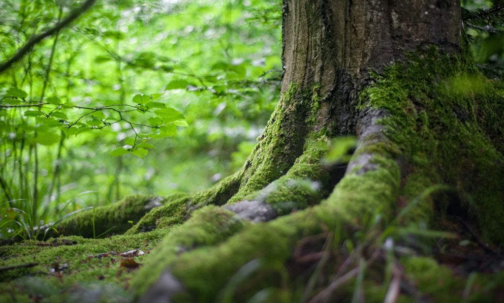 Forestal deberá pagar $74 millones y reforestar 5.700 árboles por tala de bosque nativo en Panguipulli