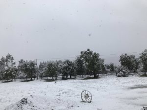 Blanco despertar: Valdivia amaneció con sorpresiva caída de nieve