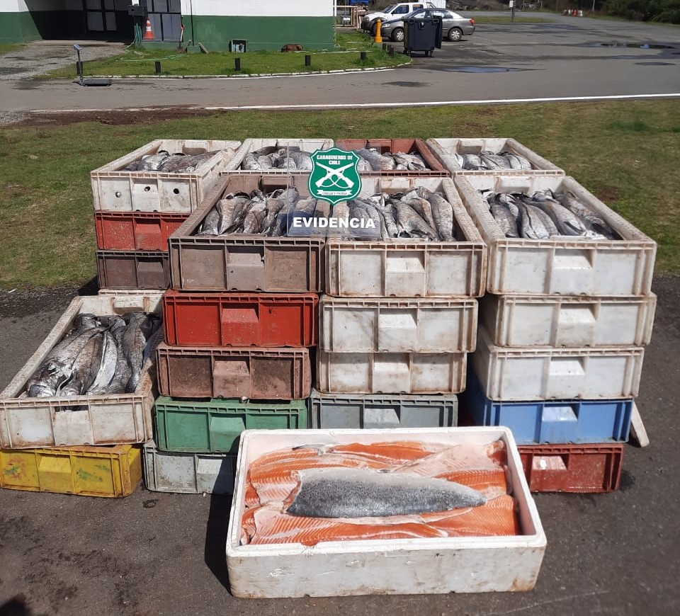 Decomisan más de mil 800 kilos de salmón y merluza trasladados en un camión con destino Mehuín