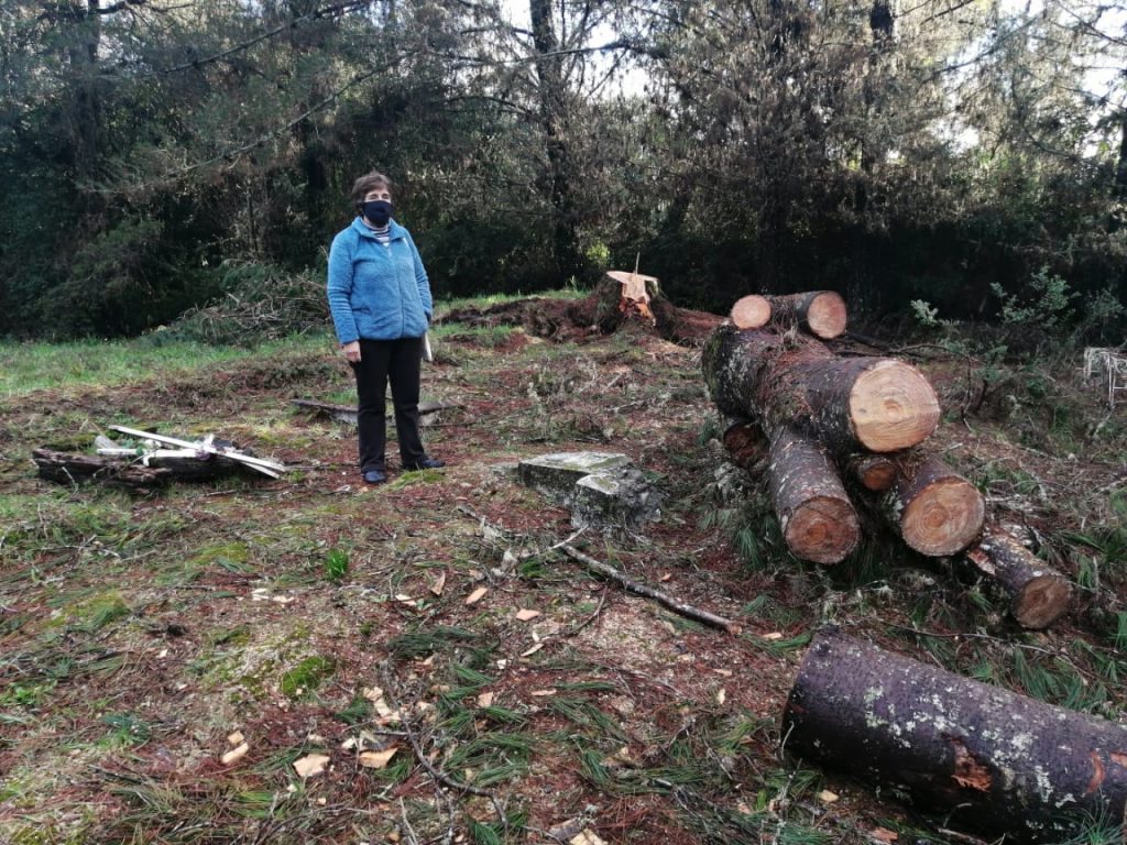 Denuncian daños causados tras caer árbol sobre tumba en Cementerio Antilhue de Los Lagos