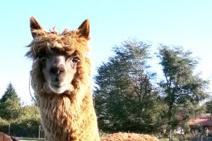 Valdivia: Antiviral contra COVID-19 en base a alpacas sería presentado al ISP en octubre