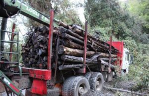 Mariquina: Arraigo nacional para dos hombres por robar madera que luego trasladaron en un camión