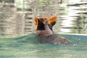 Captan a pudú nadando por el río Calle Calle: ¿Cuáles serían los eventuales peligros?