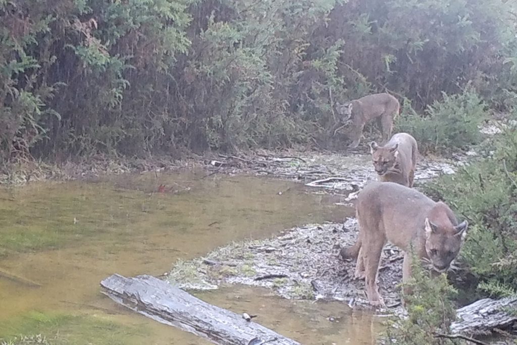 Captan a familia de pumas recorriendo el Parque Nacional Alerce Costero de Los Ríos