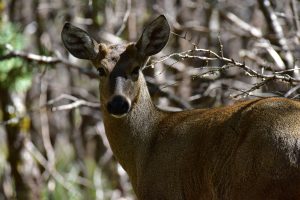 Huemul busca nombre: Llaman a votar para identificar a ejemplar nacido en Huilo Huilo