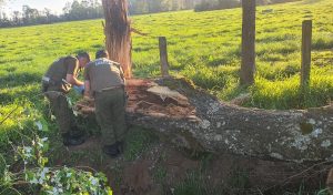 Niña murió luego que un árbol aplastara el vehículo en que se movilizaba con su familia en Los Lagos