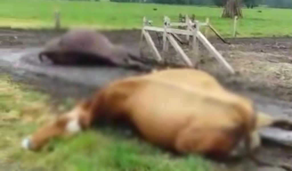 Caída de rayos provoca muerte de catorce vacas en un predio de Futrono