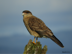 Parque Oncol: Estudiarán el comportamiento de aves rapaces y su contribución al bosque valdiviano