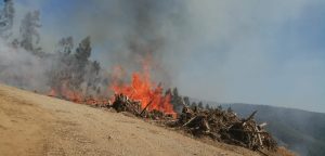 Incendios forestales en Los Ríos han disminuido en un 56% en comparación al 2019