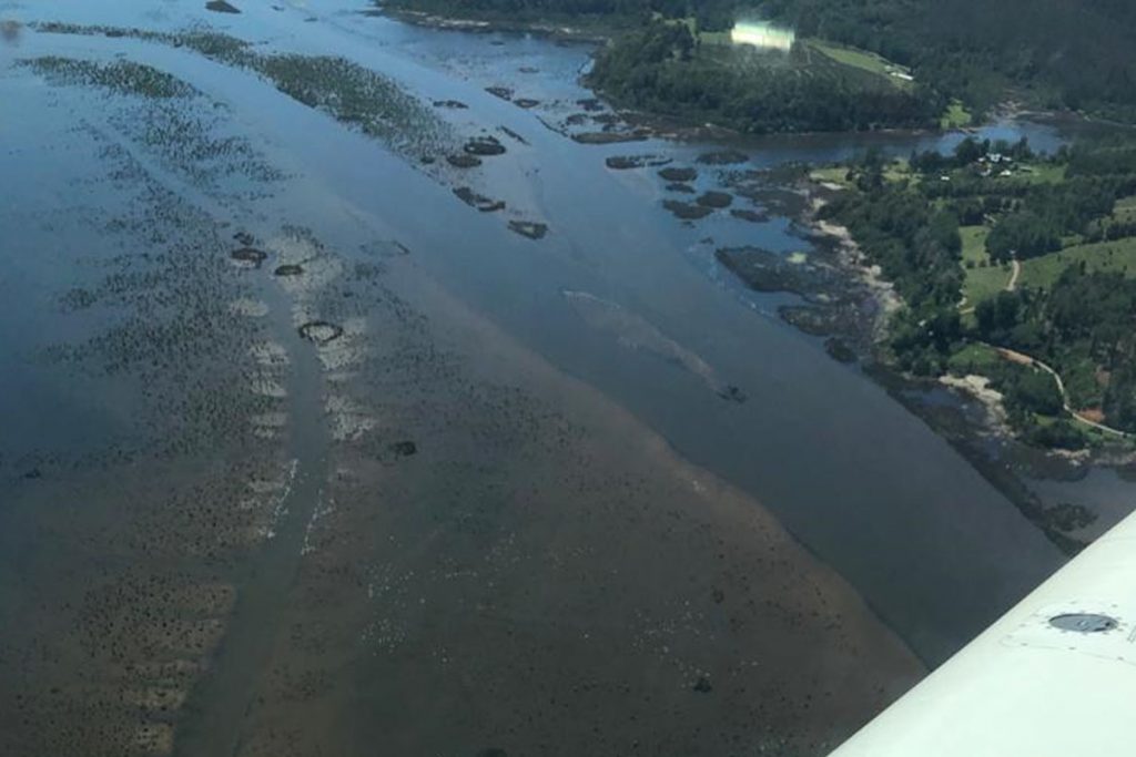 SEREMI de Medio Ambiente pide entregar información actualizada sobre el humedal del río Cruces