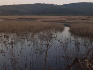 Fin anticipado para estudio de impacto ambiental de loteos en "Parque La Dehesa" en Los Ríos