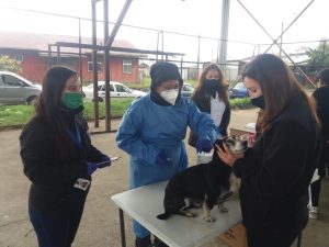 Este lunes vacunaran contra la rabia a perros y gatos del sector regional de Valdivia