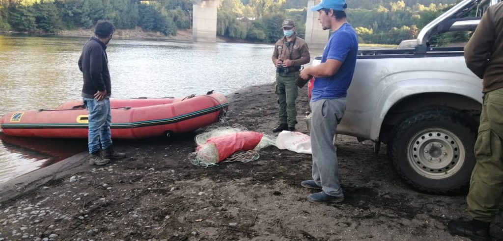 Pesca furtiva en el río Bueno: Incautan 65 metros de redes, un bote y "arañas"