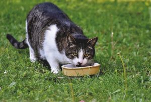 Tras nuevos alimentos contaminados: Veterinario de Valdivia advierte casos de gatos intoxicados