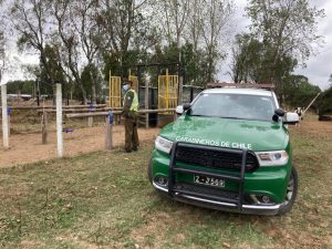 Por participar en carrera de caballos en plena cuarentena detuvieron a cuatro hombres en Paillaco