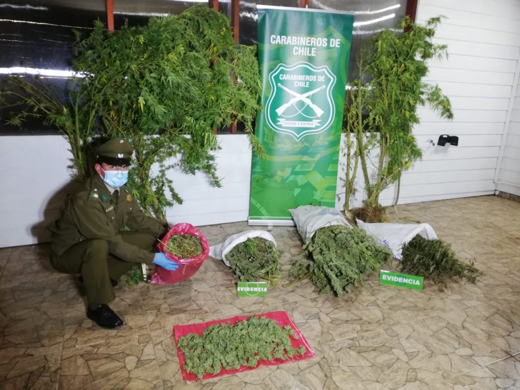 La Unión: En prisión preventiva quedó hombre por cultivo de más de 12 kilos de marihuana