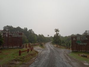 Parque Nacional Alerce Costero reabre sus puertas: Entradas se venderán por internet