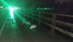 Descartan participación de terceros en muerte de cisnes en sector Cayumapu de Valdivia