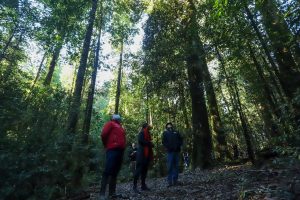 Diseñan plan de manejo de Santuario de la Naturaleza Llancahue para gestión y monitoreo de proyectos