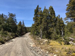 Parque Nacional Alerce Costero reabre sus cuatro porterías a partir de este jueves