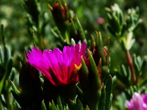 Invitan a participar del "Año Nuevo del Sur" de la UACh: Habrá trueque virtual de plantas y semillas