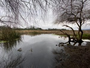 Concejo Municipal aprobó declaración de “Emergencia Socioambiental Climática” en Valdivia