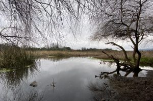 Valdivia: Humedales de Angachilla son oficializados como Santuario de la Naturaleza