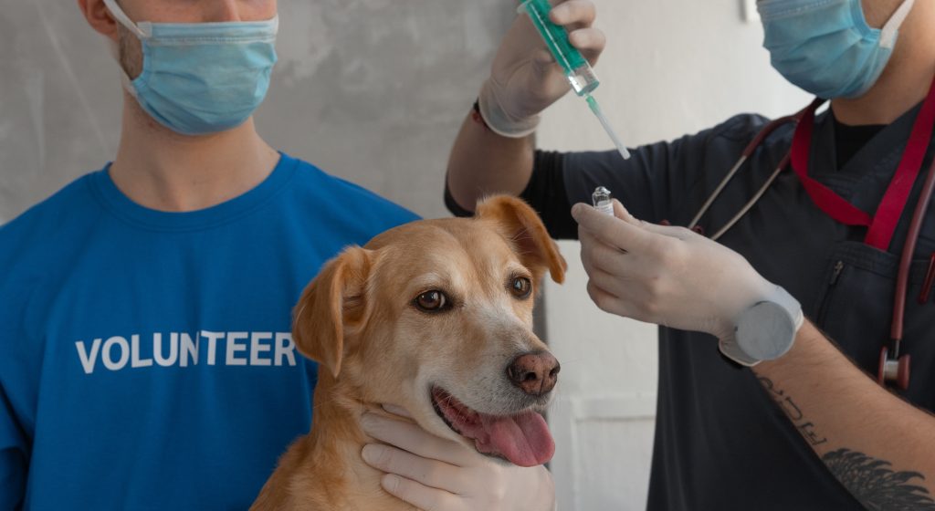 Comprometen recursos para funcionamiento anual de clínica veterinaria móvil de Valdivia