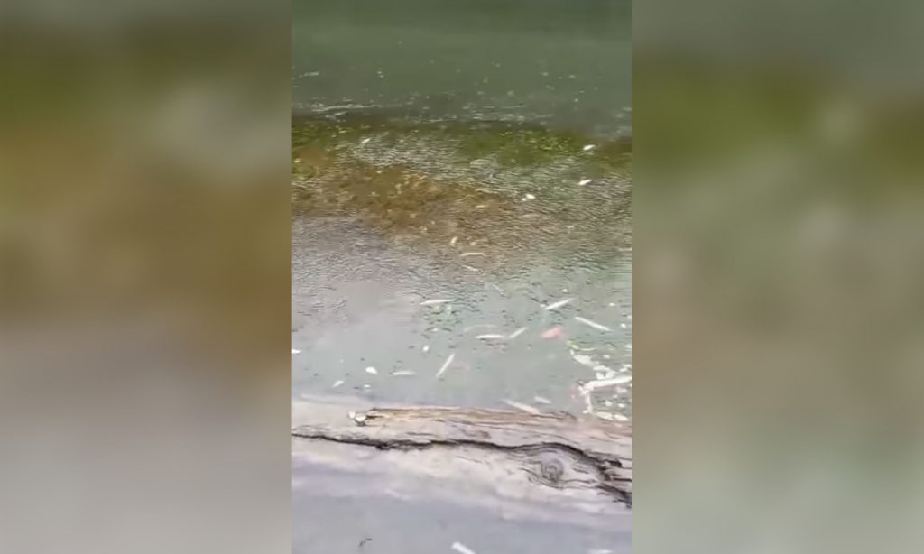 Denuncian eventual contaminación por mortandad de peces en el río Nilahue