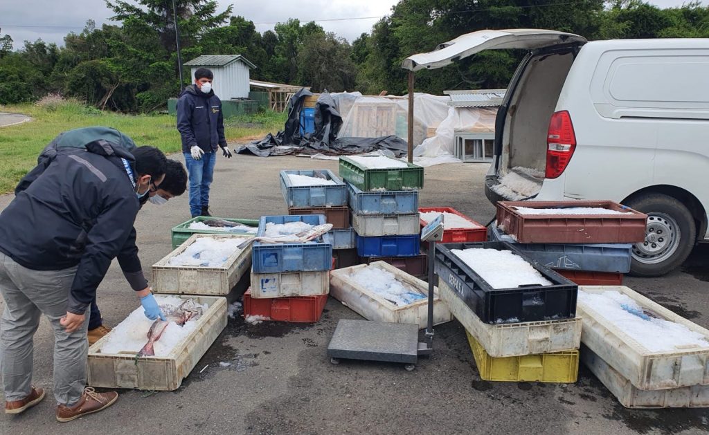 Incautan más de una tonelada de pescados en La Unión: Los recursos fueron donados