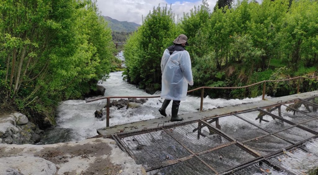 SERNAPESCA denunció ante la SMA “incumplimientos graves” en piscicultura en el río Nilahue